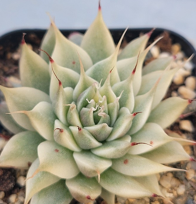 Graptoveria Silver Star 12 Pieces Seeds