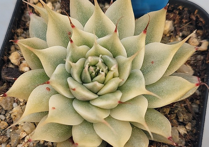 Graptoveria Silver Star 12 Pieces Seeds