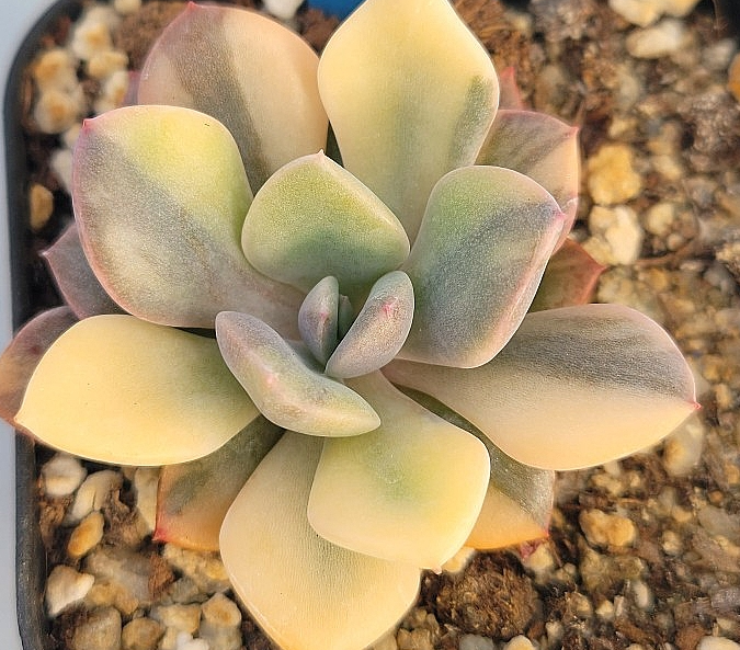 Graptoveria Debbi 12 Pieces Seeds