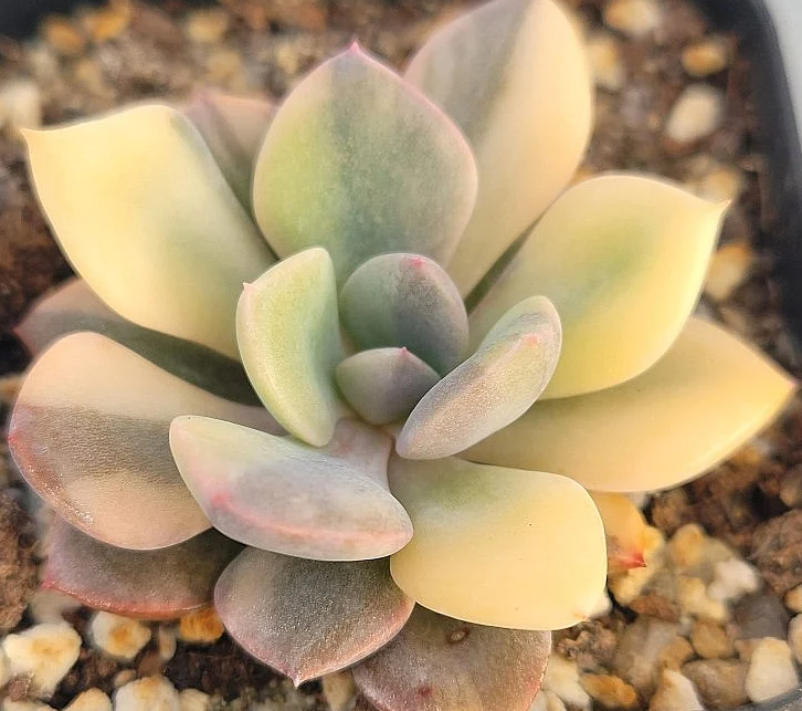 Graptoveria Debbi 12 Pieces Seeds