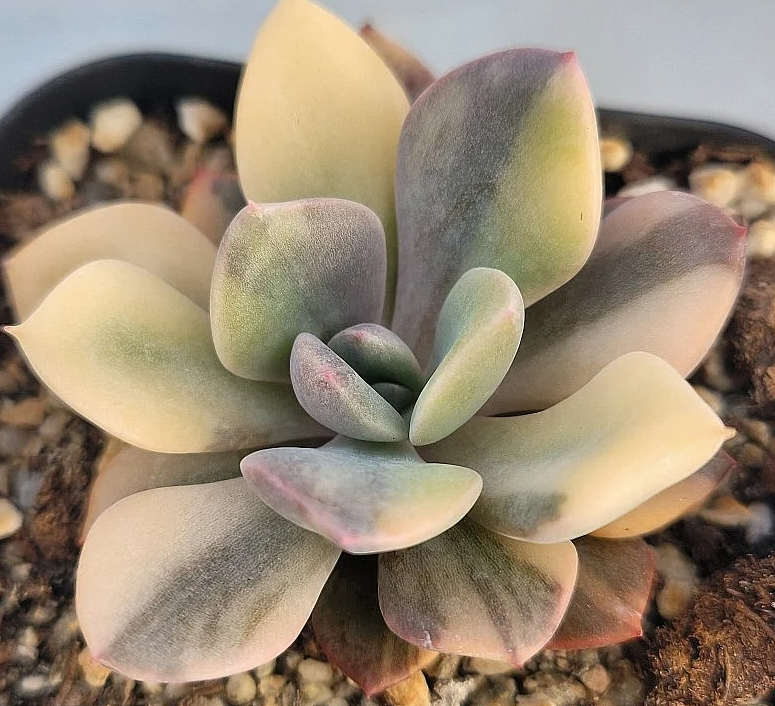 Graptoveria Debbi 12 Pieces Seeds