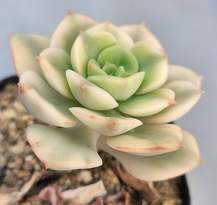Echeveria nicksana 10 Pieces Seeds
