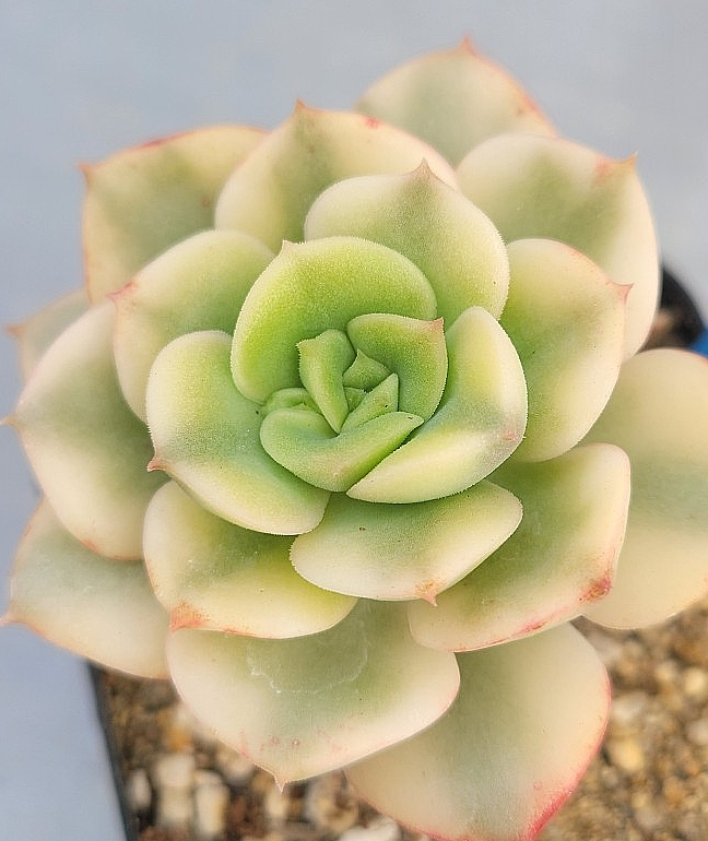 Echeveria nicksana 10 Pieces Seeds
