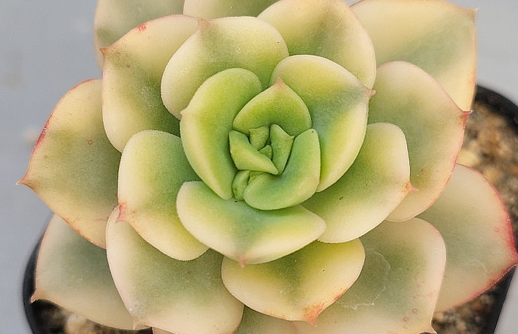 Echeveria nicksana 10 Pieces Seeds