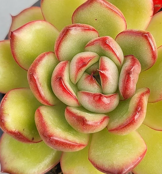 Echeveria Mont Blanc 10 Pieces Seeds