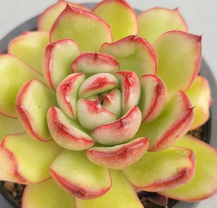 Echeveria Mont Blanc 10 Pieces Seeds