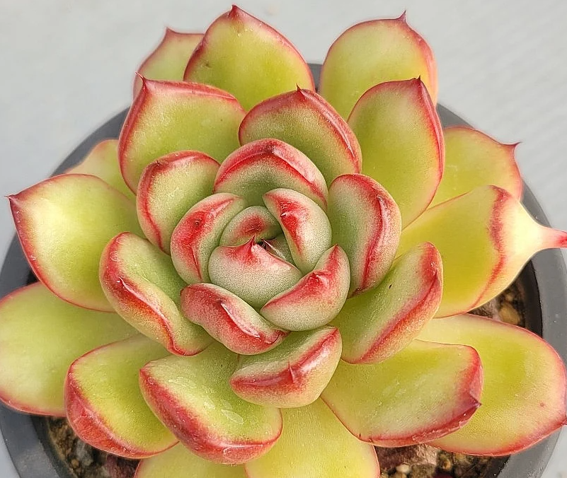 Echeveria Mont Blanc 10 Pieces Seeds
