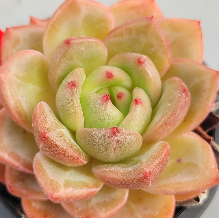 Echeveria Pink Champagne 10 Pieces Seeds