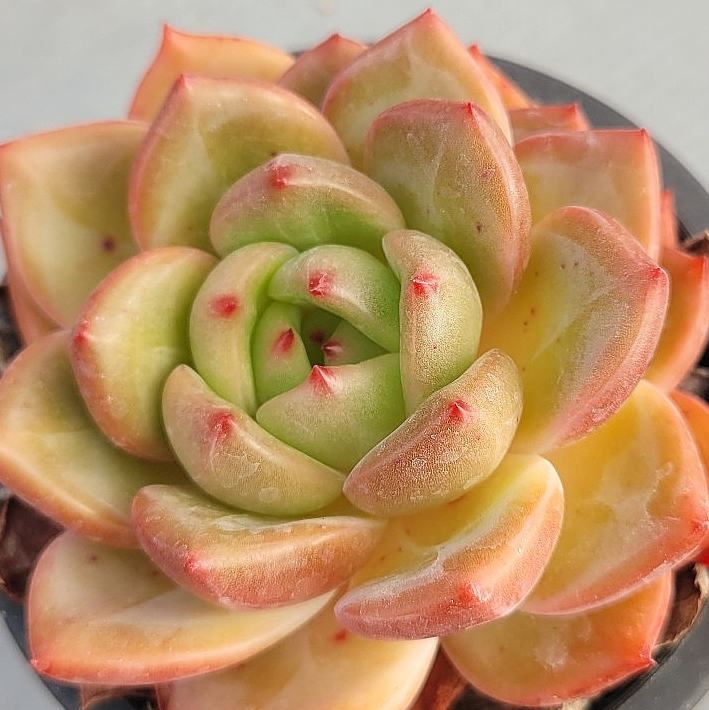 Echeveria Pink Champagne 10 Pieces Seeds