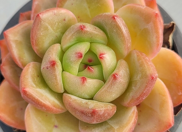 Echeveria Pink Champagne 10 Pieces Seeds