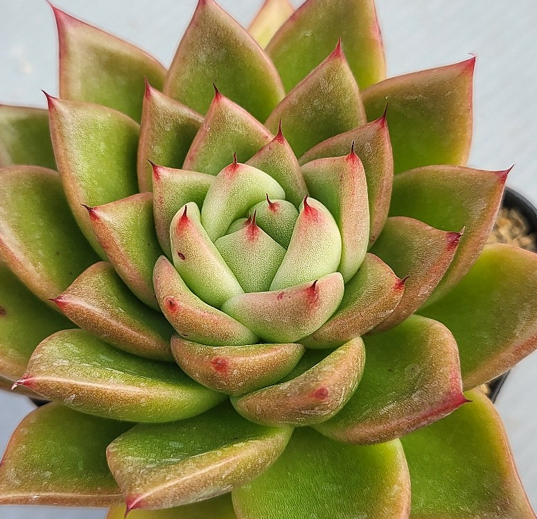 Echeveria Shinrai 10 Pieces Seeds