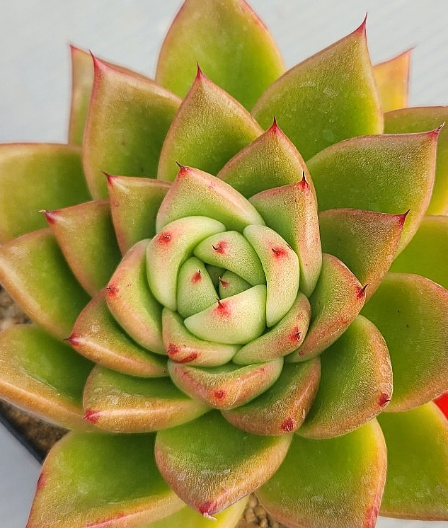 Echeveria Shinrai 10 Pieces Seeds