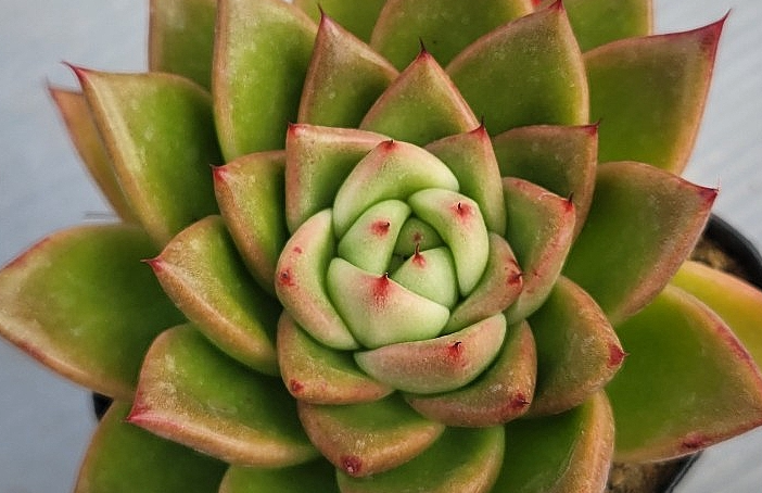 Echeveria Shinrai 10 Pieces Seeds