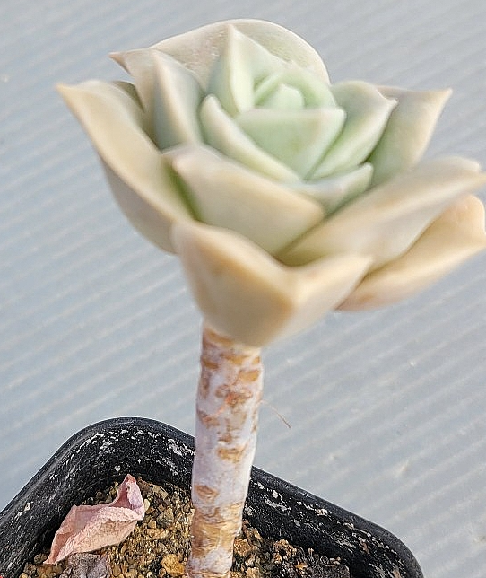 Echeveria Lovely Rose 10 Pieces Seeds