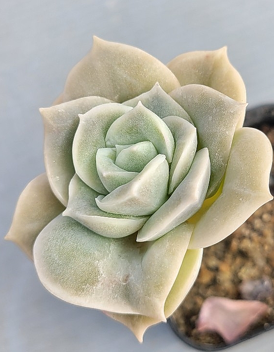 Echeveria Lovely Rose 10 Pieces Seeds