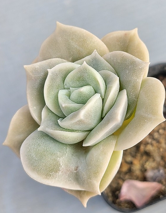 Echeveria Lovely Rose 10 Pieces Seeds