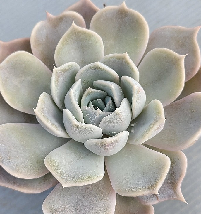 Echeveria lilacina 10 Pieces Seeds