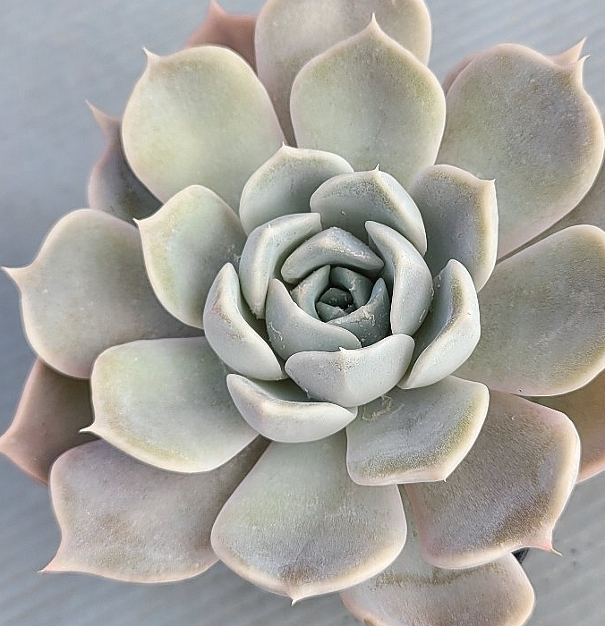Echeveria lilacina 10 Pieces Seeds