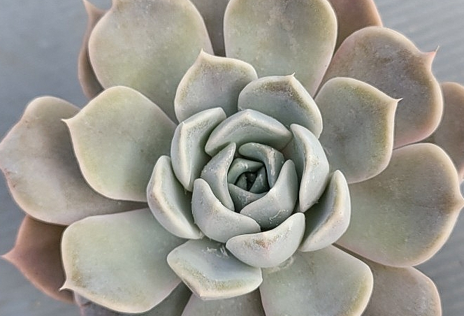 Echeveria lilacina 10 Pieces Seeds