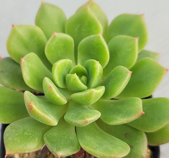 Echeveria Leisal crista 10 Pieces Seeds