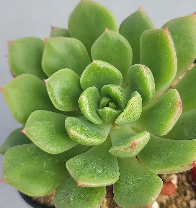 Echeveria Leisal crista 10 Pieces Seeds