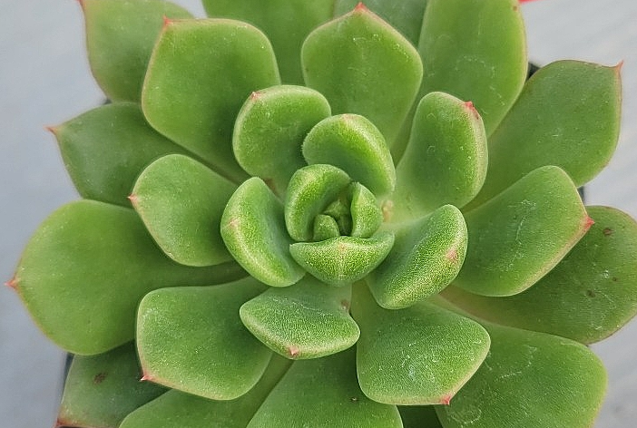 Echeveria Leisal crista 10 Pieces Seeds