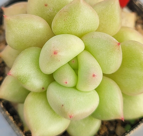 Echeveria J.C.Van Keppel 10 Pieces Seeds