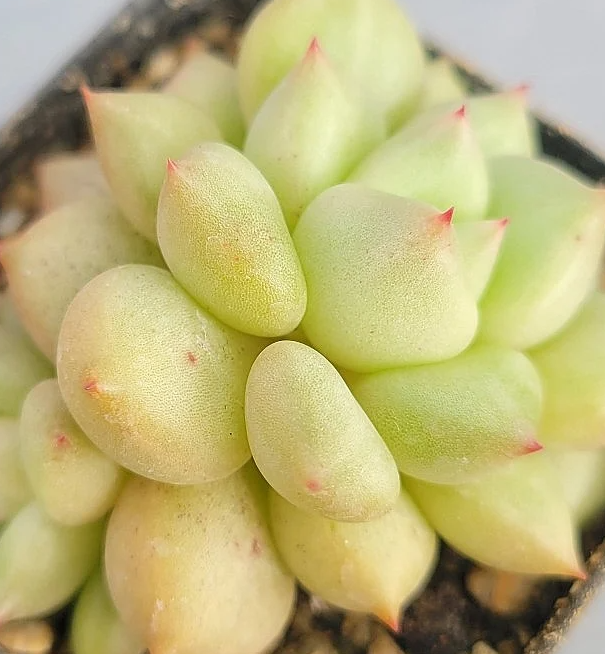Echeveria J.C.Van Keppel 10 Pieces Seeds