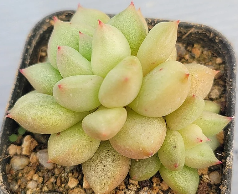 Echeveria J.C.Van Keppel 10 Pieces Seeds