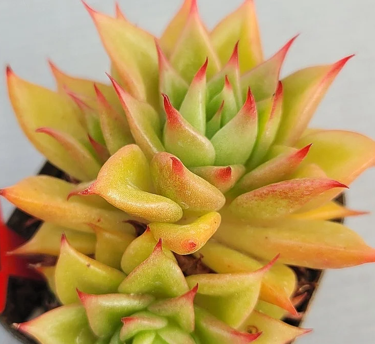Echeveria agavoides Macabeana 10 Pieces Seeds