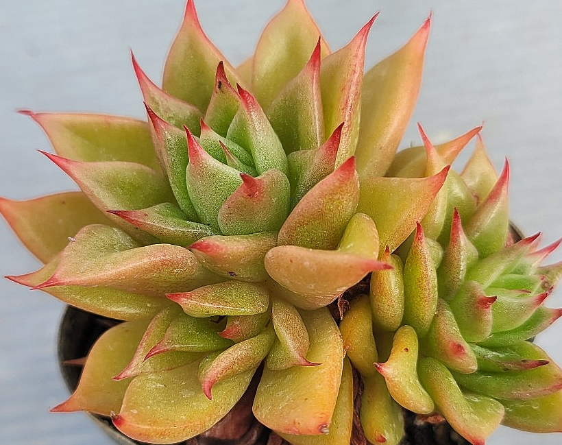 Echeveria agavoides Macabeana 10 Pieces Seeds