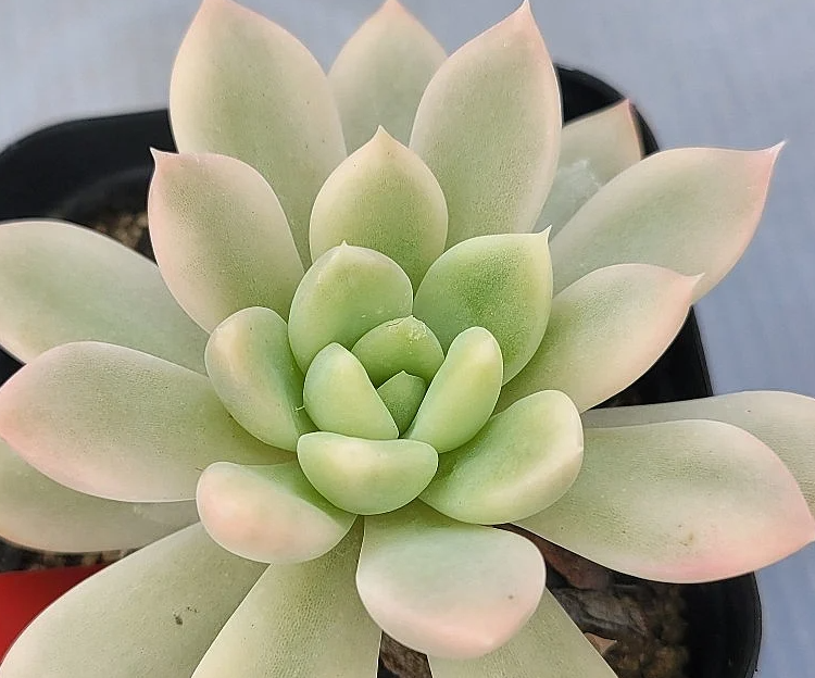 Echeveria King Midas 10 Pieces Seeds