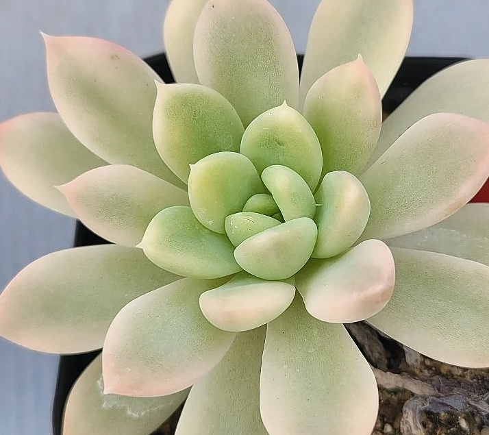 Echeveria King Midas 10 Pieces Seeds