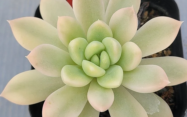 Echeveria King Midas 10 Pieces Seeds