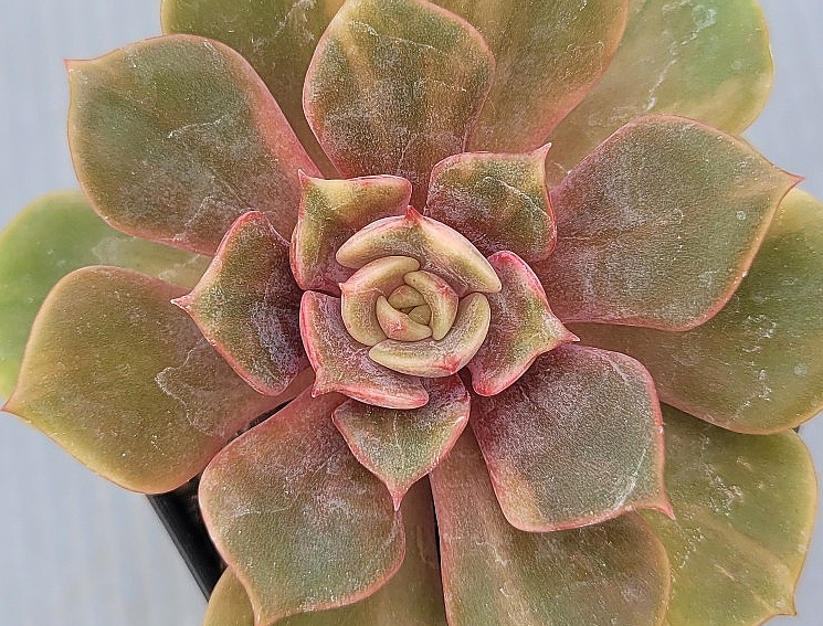 Echeveria Zestar 10 Pieces Seeds