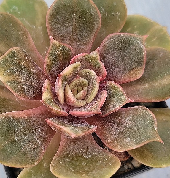 Echeveria Zestar 10 Pieces Seeds