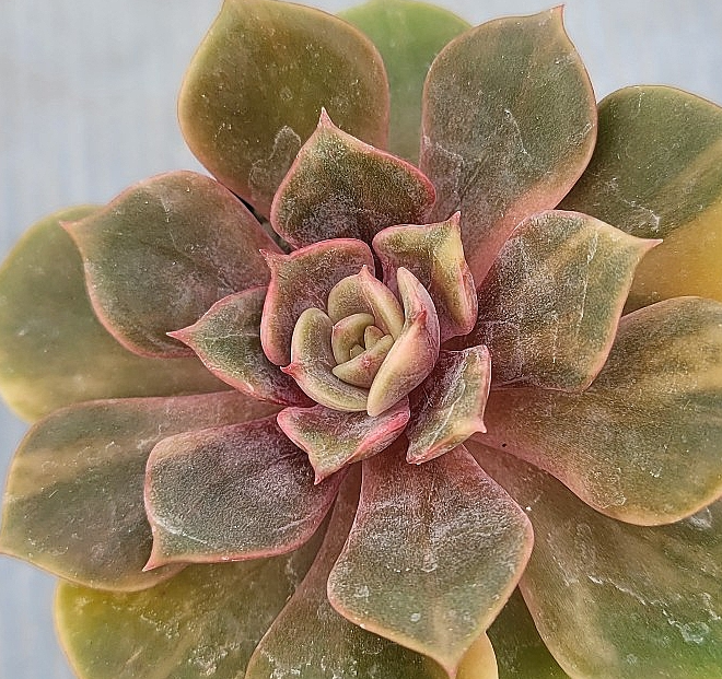 Echeveria Zestar 10 Pieces Seeds