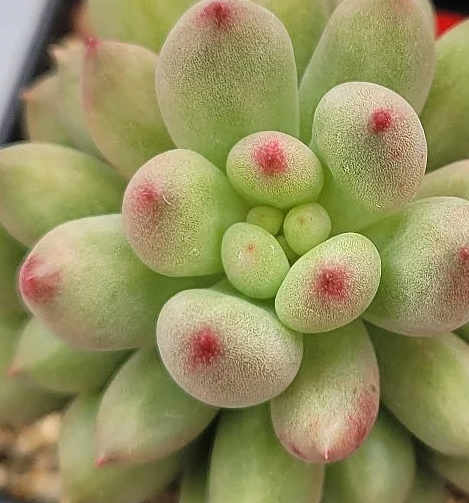 Echeveria Yeonji 10 Pieces Seeds