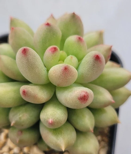 Echeveria Yeonji 10 Pieces Seeds