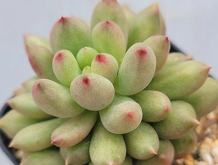 Echeveria Yeonji 10 Pieces Seeds