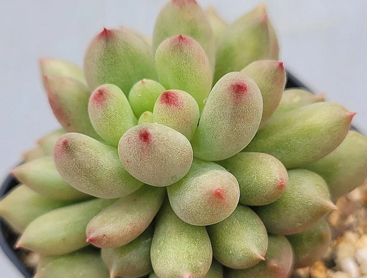 Echeveria Yeonji 10 Pieces Seeds