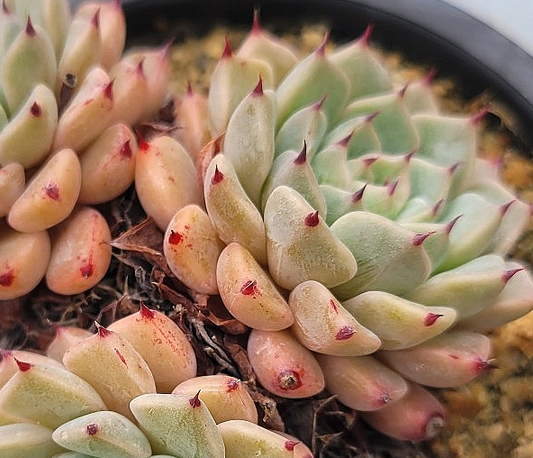 Echeveria mexensis Zaragosa 10 Pieces Seeds