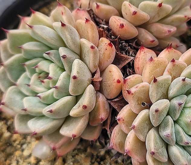 Echeveria mexensis Zaragosa 10 Pieces Seeds