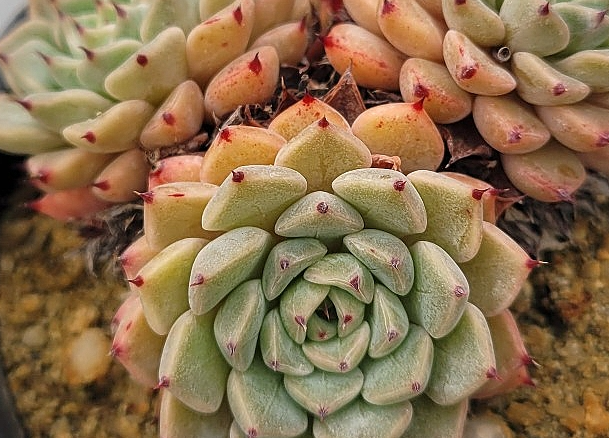 Echeveria mexensis Zaragosa 10 Pieces Seeds