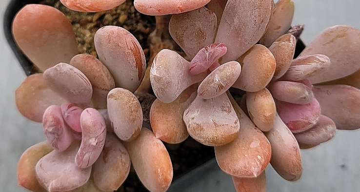 Echeveria Cinderella 10 Pieces Seeds