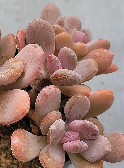 Echeveria Cinderella 10 Pieces Seeds