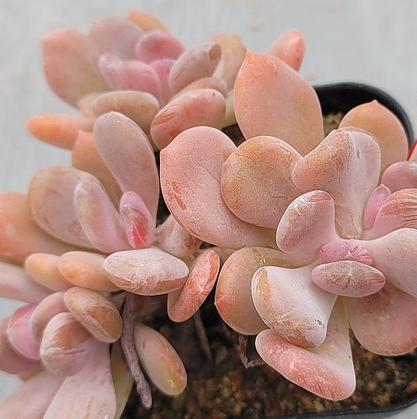 Echeveria Cinderella 10 Pieces Seeds