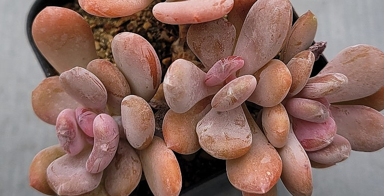 Echeveria Cinderella 10 Pieces Seeds