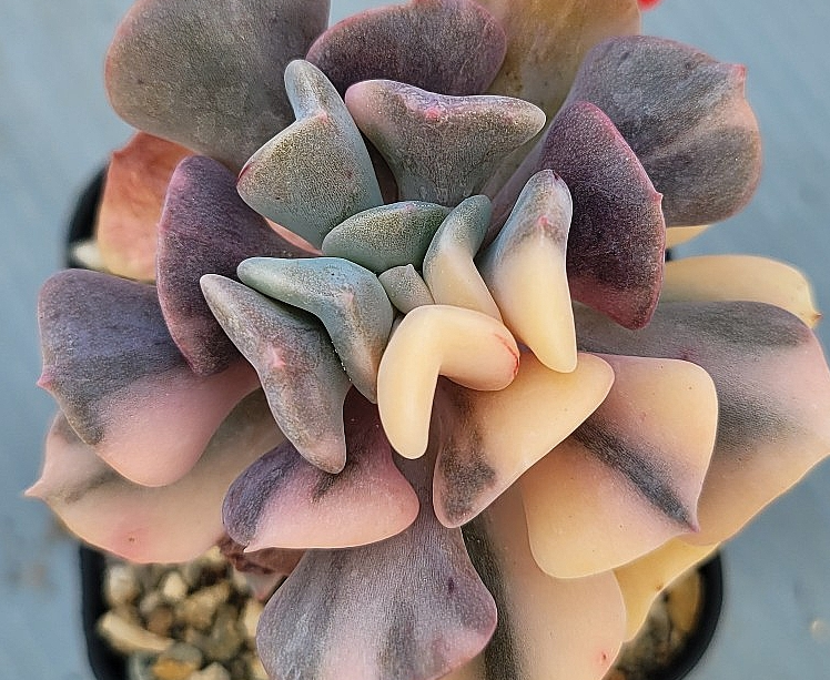 Echeveria pulvinata Frosty 10 Pieces Seeds