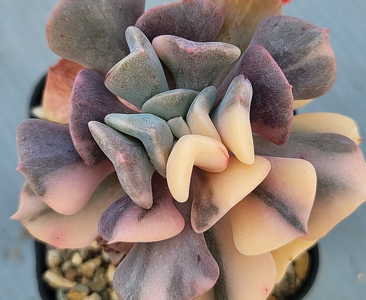 Echeveria pulvinata Frosty 10 Pieces Seeds